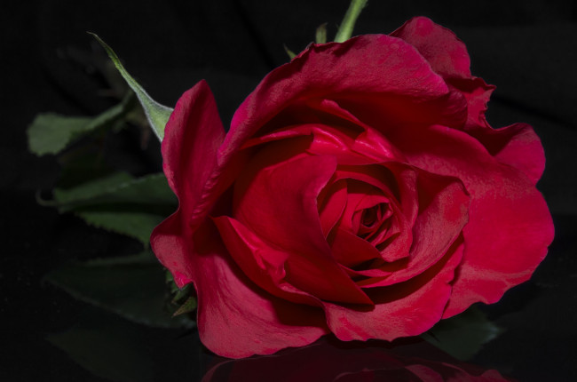 Обои картинки фото цветы, розы, бутон, роза, красная, лепестки