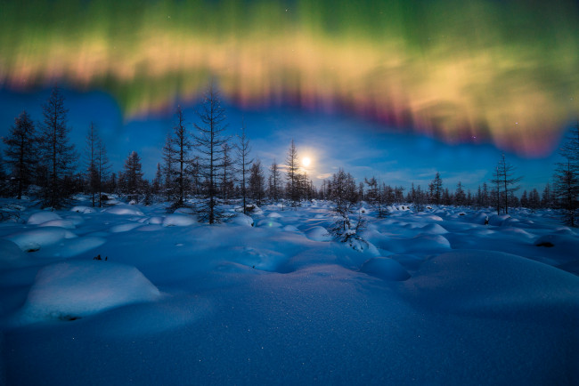 Обои картинки фото природа, северное сияние, деревья, снег