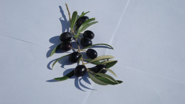 Картинка еда оливки ветка оливковая