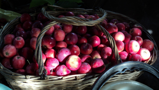 Обои картинки фото еда, Яблоки, урожай, яблоки, корзина