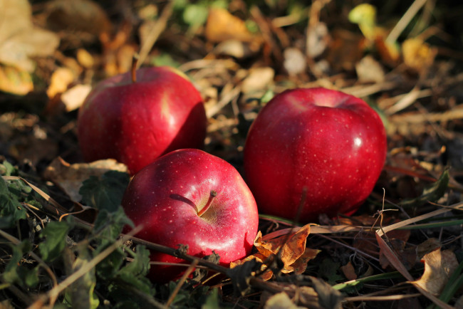 Обои картинки фото еда, Яблоки, яблоки, трава, трио