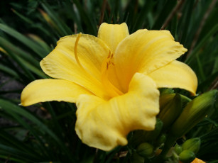Картинка цветы лилии +лилейники желтый лилейник макро