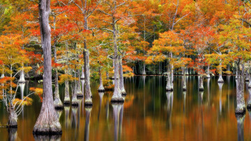 обоя cypresses at fall, georgia, природа, деревья, cypresses, at, fall