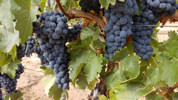 Картинка природа ягоды +виноград виноград грозди