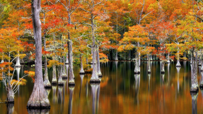 Обои картинки фото cypresses at fall, georgia, природа, деревья, cypresses, at, fall