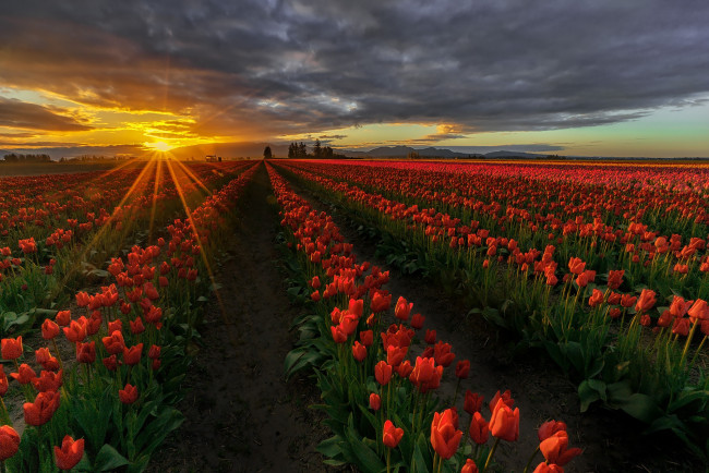 Обои картинки фото цветы, тюльпаны, весна, красные, плантация