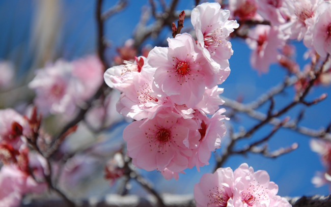 Обои картинки фото цветы, сакура, вишня