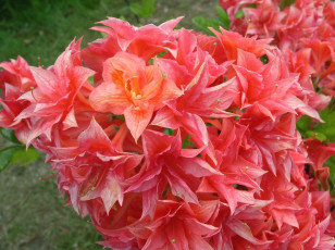 Картинка азалия цветы рододендроны азалии много яркий