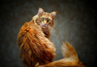 Картинка животные коты кот кошка взгляд рыжий