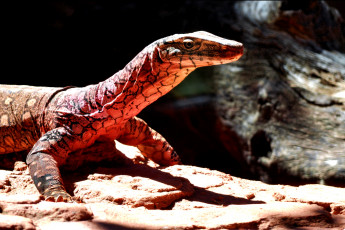 Картинка животные Ящерицы игуаны вараны ящерица