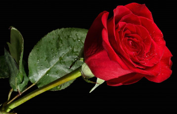 Картинка цветы розы бутон красный капли