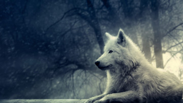 Картинка животные волки волк лес деревья сумрак