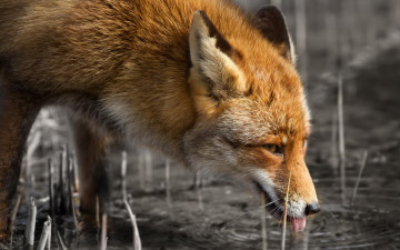 Картинка животные лисы лиса вода жажда