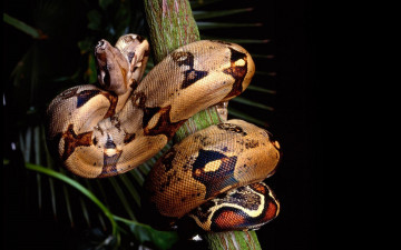 Картинка животные змеи питоны кобры змея рептилия