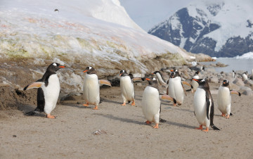 обоя субантарктический, пингвин, животные, пингвины