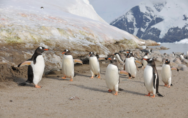 Обои картинки фото субантарктический, пингвин, животные, пингвины