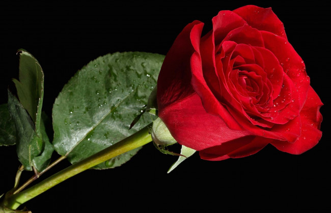 Обои картинки фото цветы, розы, бутон, красный, капли