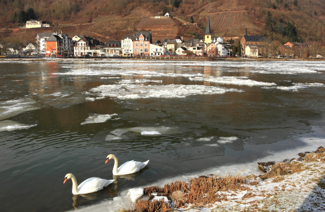 Обои картинки фото животные, лебеди, озеро, зима, лед, полынья