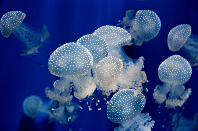 Обои картинки фото животные, медузы, вода, белый, крапинки