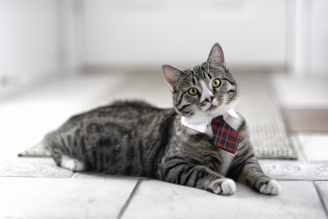 Обои картинки фото животные, коты, кот, кошка, галстук, джентельмен