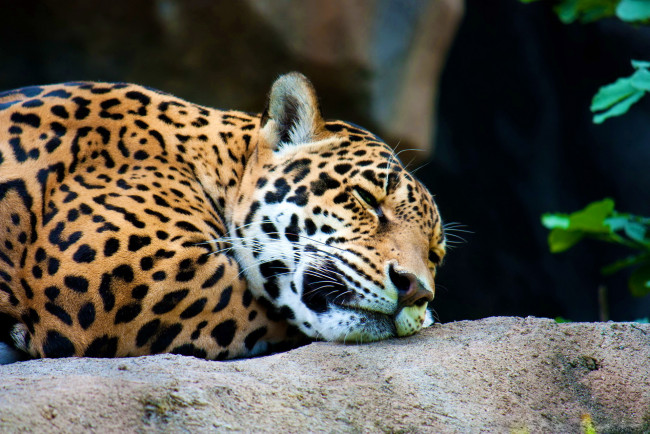 Обои картинки фото животные, Ягуары, ягуар, сон, отдых