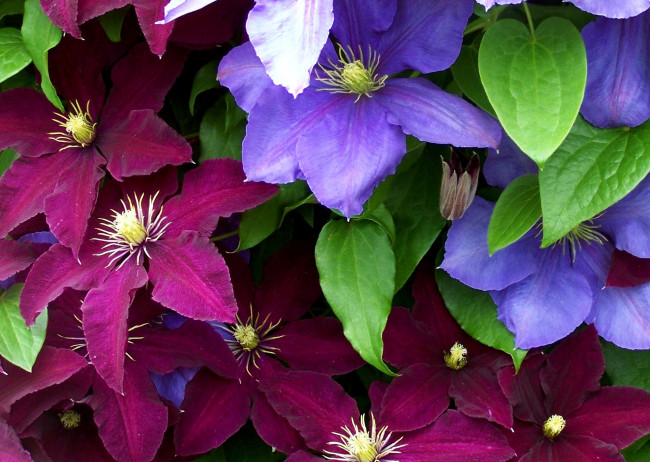 Обои картинки фото цветы, клематис, ломонос, бордовый, фиолетовый