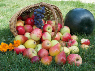 Картинка еда фрукты ягоды арбузы яблоки