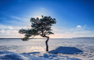 Картинка природа деревья финляндия лёд балтийское море сосна