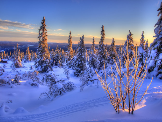 Обои картинки фото norway, природа, зима, ели, норвегия, снег