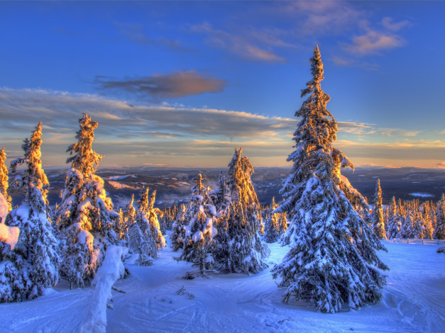 Обои картинки фото norway, природа, зима, норвегия, ели, снег