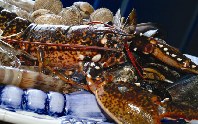 Обои картинки фото lobster, еда, рыба, морепродукты, суши, роллы, лобстер, мидии
