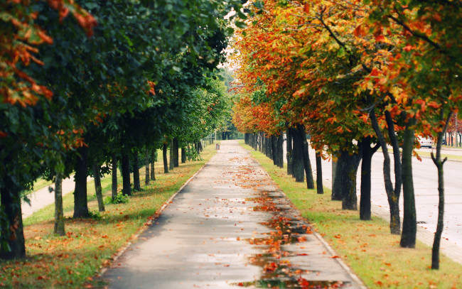 Обои картинки фото природа, парк, аллея, листья, осень, деревья, дорожка