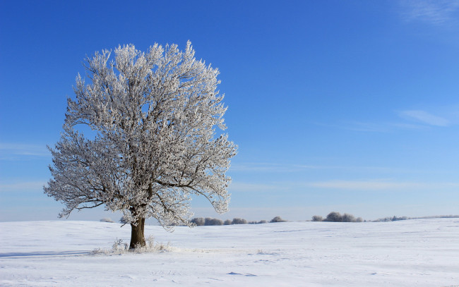 Обои картинки фото природа, зима, дерево, поле