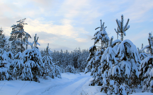 Обои картинки фото природа, зима, снег, ёлки