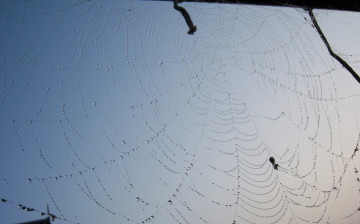 Картинка природа макро паутина роса небо утро капли