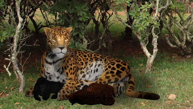 Обои картинки фото 3д графика, animals , животные, тигр