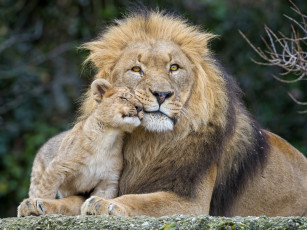 Картинка ©tambako+the+jaguar животные львы пара кошки львёнок лев
