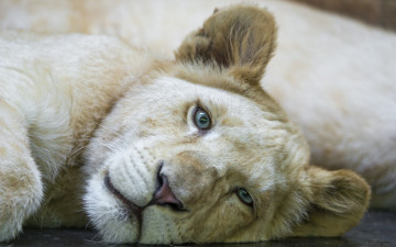 Картинка ©tambako+the+jaguar животные львы львёнок детёныш кошка белый лев взгляд морда
