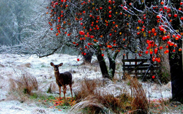 обоя животные, олени, косуля, снег, зима, яблоки, яблоня, дерево