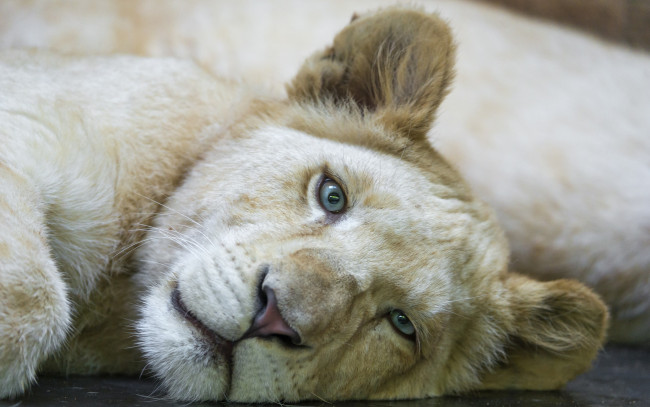Обои картинки фото ©tambako the jaguar, животные, львы, львёнок, детёныш, кошка, белый, лев, взгляд, морда