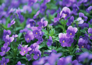 Картинка цветы анютины+глазки+ садовые+фиалки сад фиолетовые