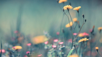 Картинка цветы луговые+ полевые +цветы желтые трава луг розовые
