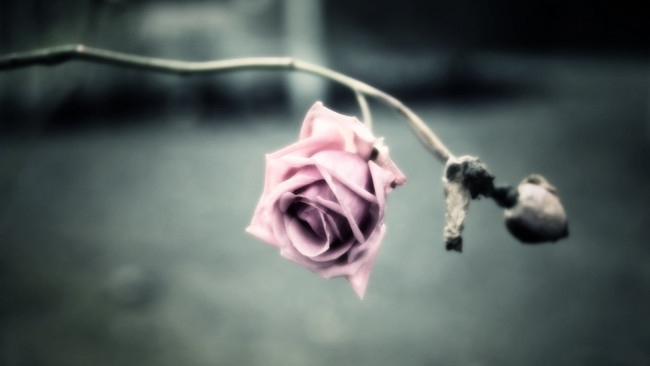 Обои картинки фото цветы, розы, бутон, роза, ветка