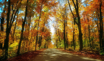 обоя природа, дороги, проселочная, дорога, осень, лес, листопад