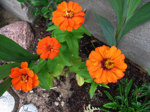 обоя цветы, календула, оранжевая, ноготки