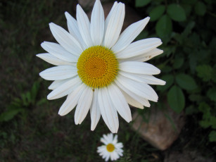 Картинка цветы ромашки белая ромашка макро