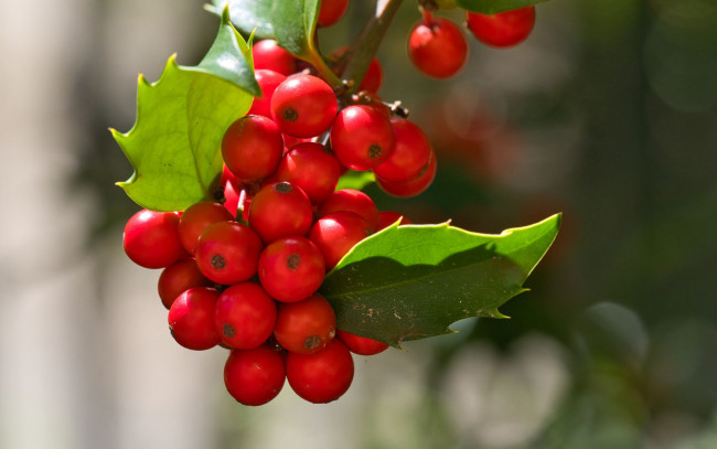 Обои картинки фото mistletoe berries, омела, природа, ягоды, mistletoe, berries