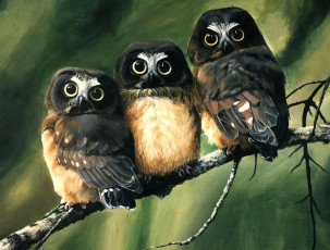 Картинка рисованное животные +птицы +совы +филины совы ветка