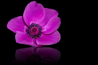 Картинка цветы анемоны +сон-трава лиловый анемон макро отражение