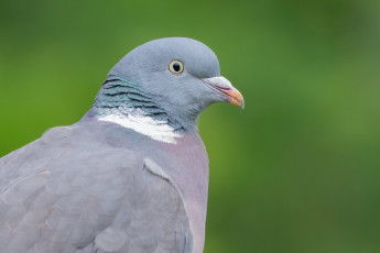 Картинка животные голуби птица